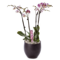 Beautykur Orchidee