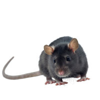 Probloc 25 | Mäuse- und Rattenköder per Kilo