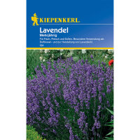 Lavendel, mehrjährig